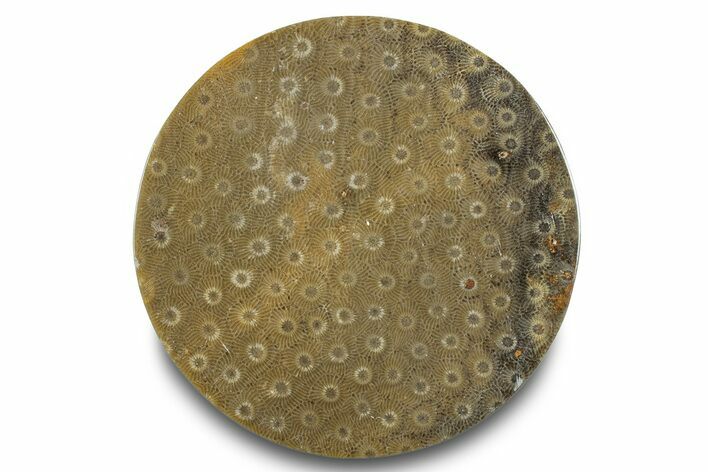 Polished Fossil Rugose Coral Slab - Morocco #276092